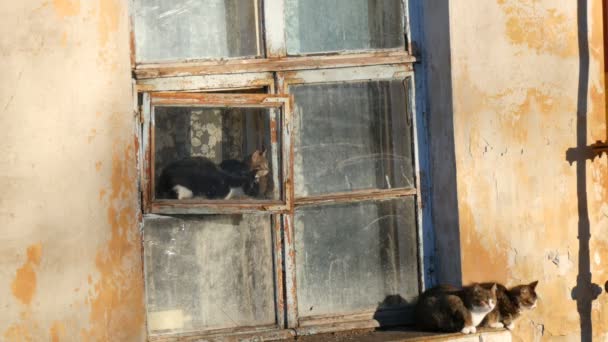 Empat kucing lucu duduk di jendela vintage tua dan melihat ke luar — Stok Video