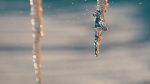 屋根からぶら下がっている巨大な厚い氷柱が春の太陽の下で溶けている — ストック動画