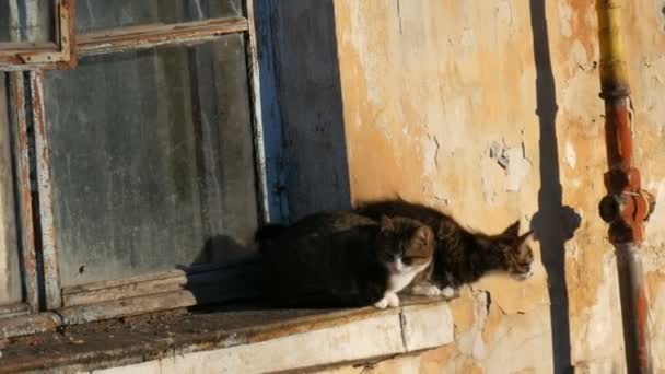 Два забавных кота сидят в старом винтажном окне и смотрят наружу — стоковое видео