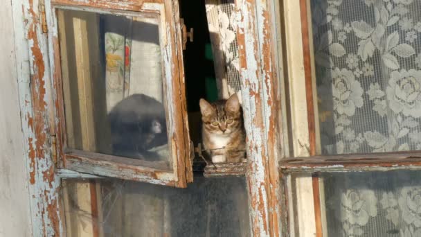 Two funny cats sit in an old vintage window and look outside — Stock Video
