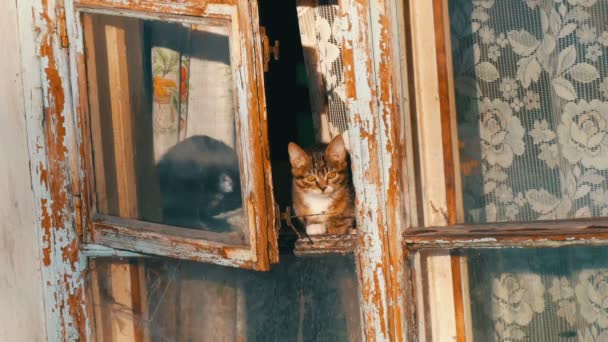 Zwei lustige Katzen sitzen in einem alten Vintage-Fenster und schauen nach draußen — Stockvideo