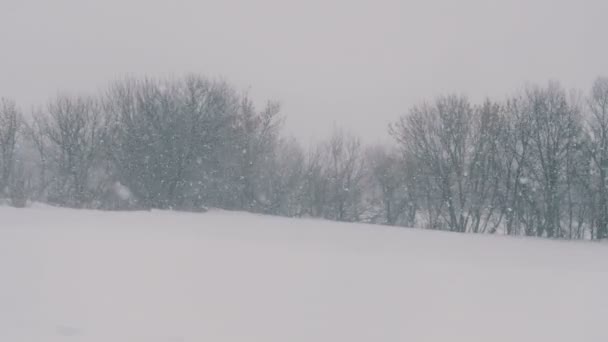 Paysage hivernal dans la forêt et les champs, neige tombante . — Video