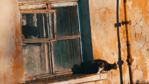 Vier lustige Katzen sitzen in einem alten Vintage-Fenster und schauen nach draußen — Stockvideo