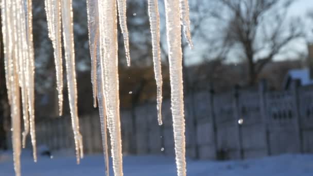 Huge thick icicles hanging from the roofs are melting under spring sun — Stock Video