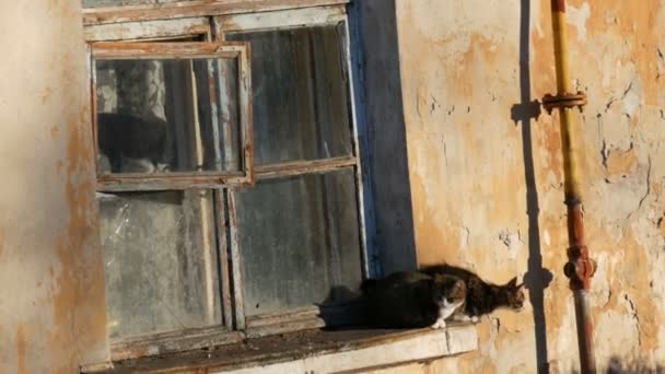 Четыре смешные кошки сидят в старом винтажном окне и смотрят наружу — стоковое видео