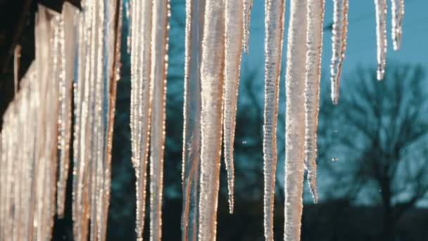 屋根からぶら下がっている巨大な厚い氷柱が春の太陽の下で溶けている — ストック動画