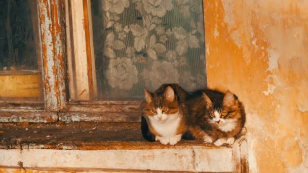 Dos gatos divertidos se sientan en una vieja ventana vintage y miran afuera — Vídeos de Stock