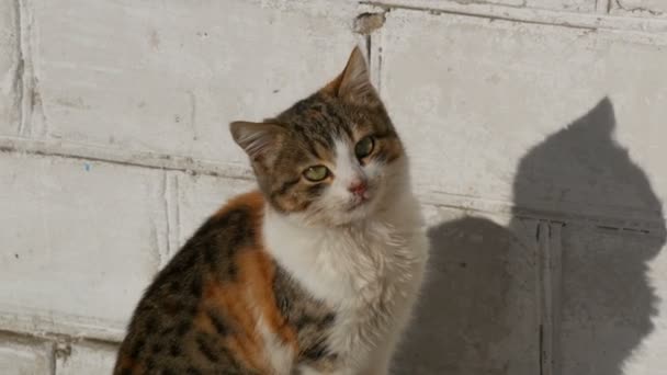 Vicces kiskutya ragaszkodik a macskát. Egy gyönyörű három-befest zöld-Eyed macska sits a napon és meows közvetlenül levegőbe fényképezőgép — Stock videók