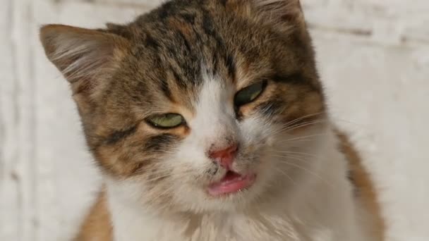 Un beau chat aux yeux verts de trois couleurs est assis au soleil et miaule directement dans la caméra 