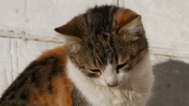 Güzel bir üç renkli yeşil gözlü kedi güneşte oturur ve doğrudan kameraya miyav