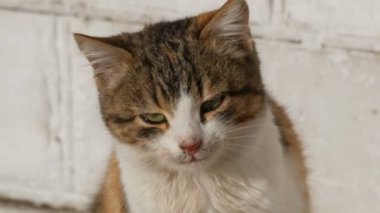 Güzel bir üç renkli yeşil gözlü kedi güneşte oturur ve doğrudan kameraya miyav