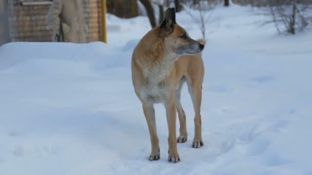 Evsiz aç yalnız köpek kış aylarında cadde boyunca çalışır. — Stok video