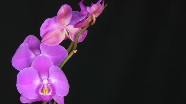 Schöne blühende lila Orchideenblume auf stilvollem schwarzem Hintergrund — Stockvideo