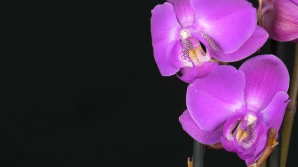 Mooie bloeiende paarse orchidee bloem op stijlvolle zwarte achtergrond — Stockvideo