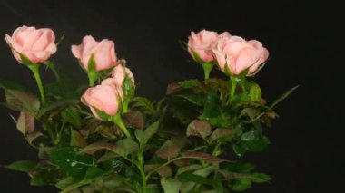 Siyah bir arka planda su damlaları ile püskürte bir çiçek tencerede güzel narin taze çiçeklenme Rosebuds.