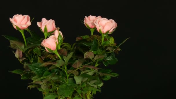 Hermosas rosas rosadas tiernas y frescas con gotas de agua en una maceta en la que sopla viento ligero sobre fondo negro . — Vídeos de Stock