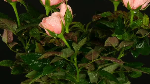 Schöne zarte frisch blühende rosa Rosenknospen mit Wassertropfen in einem Blumentopf, auf dem leichter Wind auf schwarzem Hintergrund weht. — Stockvideo