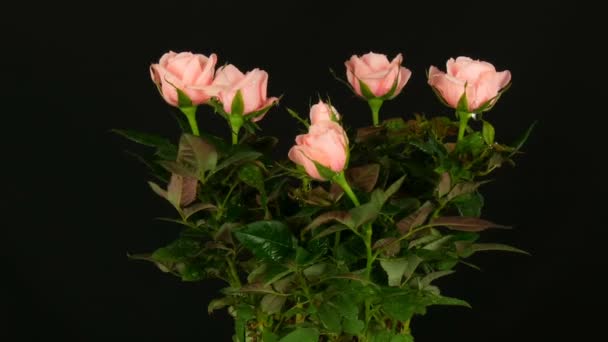 Mooie tedere verse bloeiende roze Rosebuds met waterdalingen in een bloem pot waarop de lichte wind op zwarte achtergrond blaast. — Stockvideo