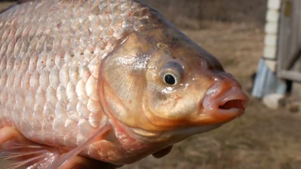 Main masculine tenant un gros poisson qui halète l'air. Poissons d'eau douce bouche respiration 