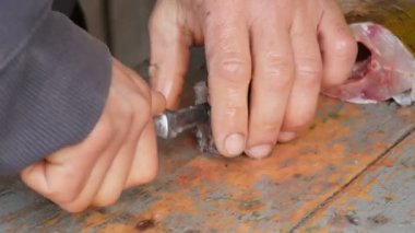 Bir adam sadece canlı büyük balık Balık bir balıkçının keser parçalar halinde yakaladı. Daha fazla yemek pişirmek için tatlı su Balık Temizleme