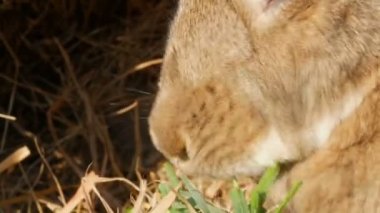 Komik kabarık kahverengi tavşan kafes yeşil çim yeme yakın görüş