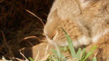 Komik kabarık kahverengi tavşan kafes yeşil çim yeme yakın görüş