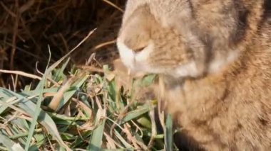 Komik kabarık kahverengi tavşan kafes yeşil çim yeme yakın görüş
