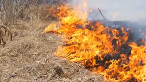 Dangereux feu de forêt dans la nature, brûle l'herbe sèche. Herbe noire brûlée dans la clairière forestière 
