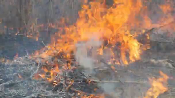 Dangereux feu de forêt dans la nature, brûle l'herbe sèche. Herbe noire brûlée dans la clairière forestière 