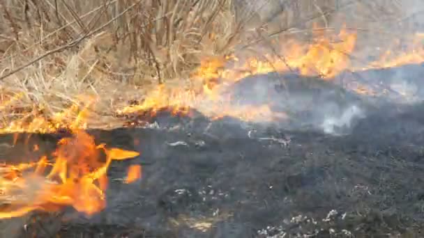 Dangereux feu de forêt dans la nature, brûle l'herbe sèche. Herbe noire brûlée dans la clairière forestière 