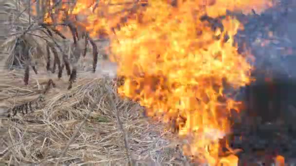 Dangereux feu de forêt dans la nature, brûle l'herbe sèche. Herbe noire brûlée dans la clairière forestière 