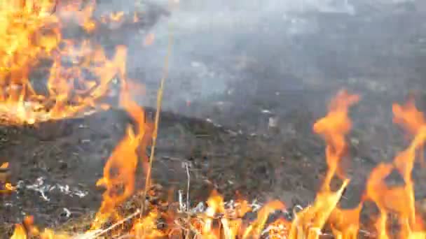 Fogo selvagem perigoso na natureza, queima grama seca. Grama preta queimada na clareira da floresta — Vídeo de Stock