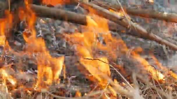 Herbe brûlante et branches vue de près. Un feu de forêt dangereux dans la nature 