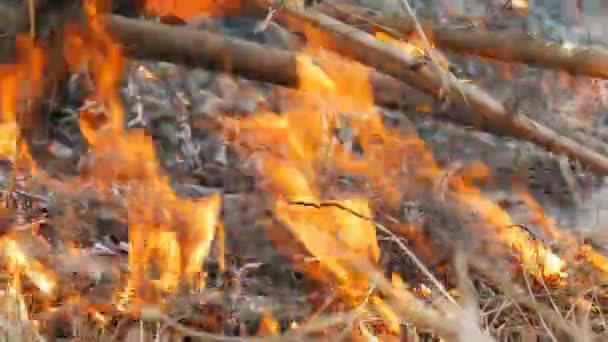 Καίγοντας γρασίδι και κλαδιά κλείνουν θέα. Επικίνδυνη άγρια φωτιά στη φύση — Αρχείο Βίντεο