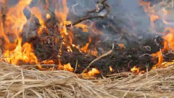 Niebezpieczny dziki ogień w przyrodzie, pali suchą trawę. Spalona czarna trawa w leśnej polanie — Wideo stockowe