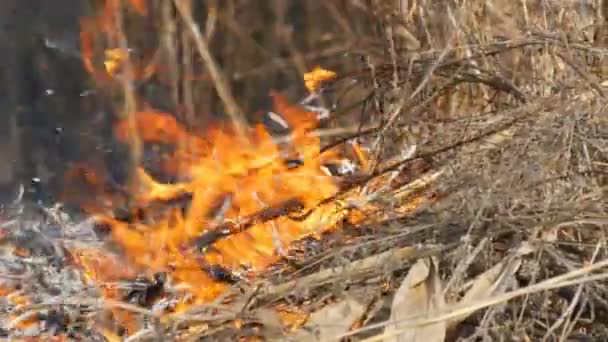 Fogo selvagem perigoso na natureza, queima grama seca. Grama preta queimada na clareira da floresta — Vídeo de Stock