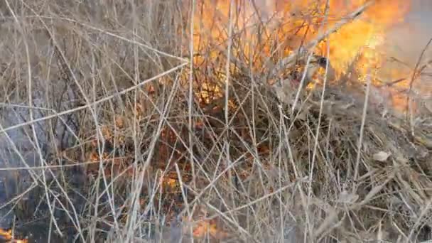 Горящая трава и ветки закрывают обзор. Опасный дикий огонь в природе — стоковое видео