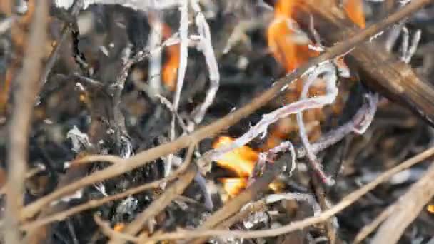 Herbe brûlante et branches vue de près. Un feu de forêt dangereux dans la nature — Video