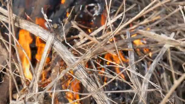 Hierba ardiente y ramas de cerca vista. Peligroso fuego salvaje en la naturaleza — Vídeo de stock