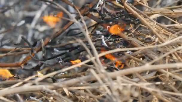 Grama ardente e ramos fechar vista. Fogo selvagem perigoso na natureza — Vídeo de Stock