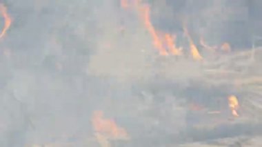 Yanık çim ve dalları yakın görünüm. Doğada tehlikeli vahşi yangın