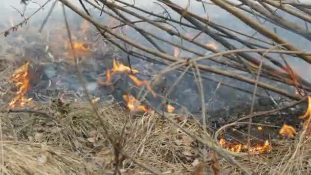 Peligroso fuego salvaje en la naturaleza, quema hierba seca. Hierba negra quemada en el claro del bosque — Vídeos de Stock