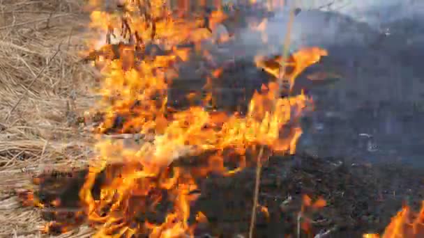 自然の中で危険な野生の火は、乾燥した草を燃やす。森の空き地の焼けた黒い草 — ストック動画