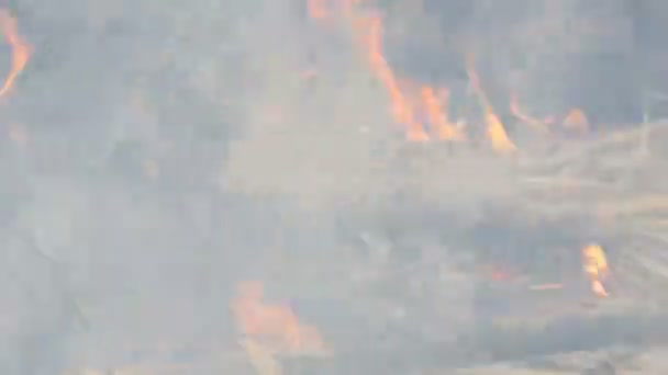 Hierba ardiente y ramas de cerca vista. Peligroso fuego salvaje en la naturaleza — Vídeos de Stock