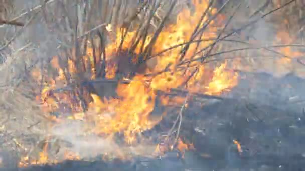 Dangereux feu de forêt dans la nature, brûle l'herbe sèche. Herbe noire brûlée dans la clairière forestière — Video