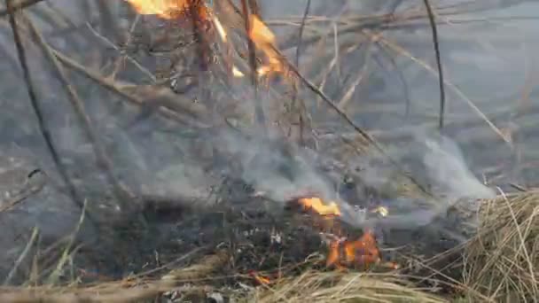 Verbrennendes trockenes Gras und Äste verengen die Sicht. Gefährlicher Waldbrand in der Natur — Stockvideo