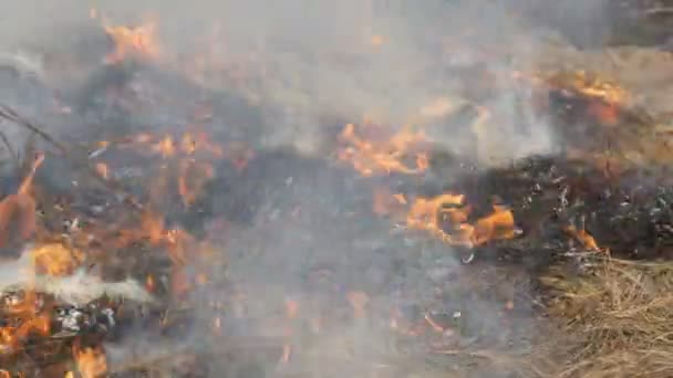 Dangerous wild fire in nature, burns dry grass. Burnt black grass in forest glade — Stock Video