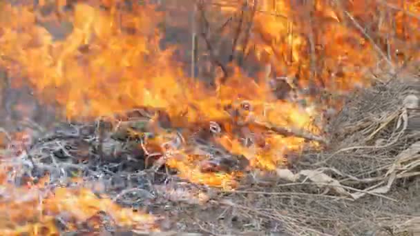 Dangereux feu de forêt dans la nature, brûle l'herbe sèche. Herbe noire brûlée dans la clairière forestière 