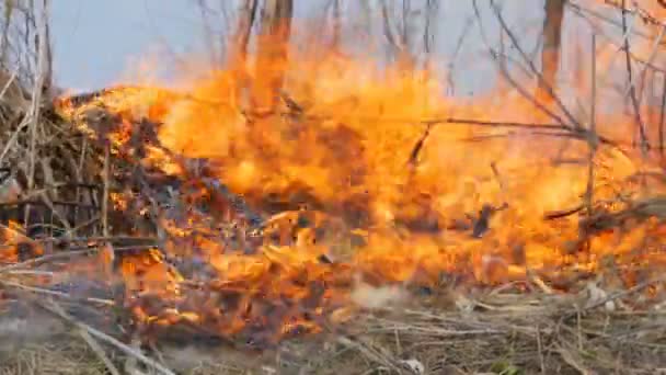 Hierba seca ardiente y ramas de cerca vista. Peligroso fuego salvaje en la naturaleza — Vídeo de stock