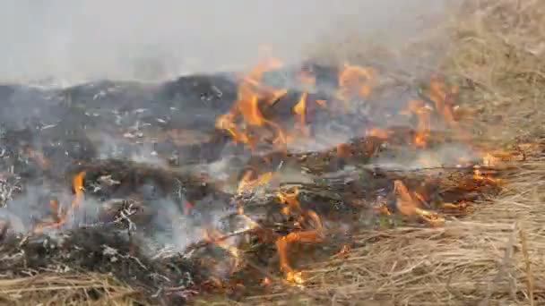 Dangereux feu de forêt dans la nature, brûle l'herbe sèche. Herbe noire brûlée dans la clairière forestière 